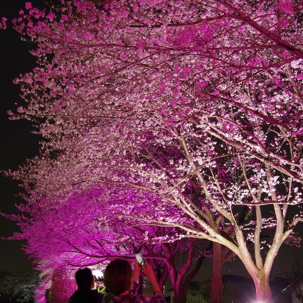 夜空に浮かぶピンク色 真岡で桜ライトアップ 地域の話題 県内主要 下野新聞 Soon ニュース とちぎさくら前線 下野新聞 Soon スーン