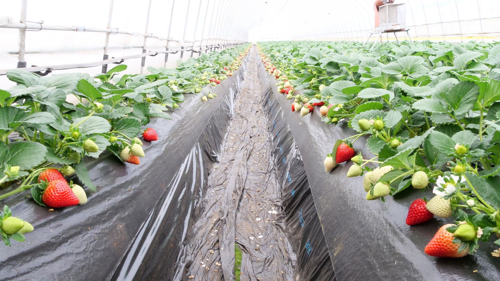 まりちゃんちのいちご畑 井頭観光いちご園内 いちごのまち 栃木県真岡市のいちご狩り いちごスイーツ情報 下野新聞 Soon スーン