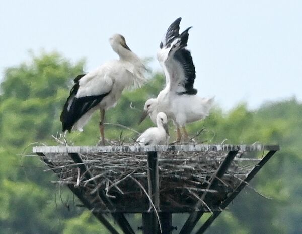 コウノトリのひな2羽 成長順調 小山 渡良瀬遊水地 動画 地域の話題 動画 県内主要 下野新聞 Soon ニュース 下野新聞 Soon スーン コウノトリのひな2羽 成長順調 小山 渡良瀬遊水地 動画 地域の話題 動画 県内主要 下野新聞 Soon ニュース 下野新聞 Soon スーン