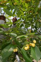 大粒の黄色い実が特徴の「月山錦」