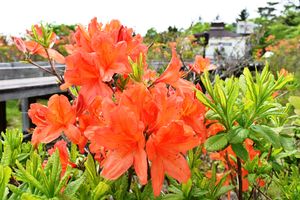 雨後の八方ケ原 鮮やかに レンゲツツジなど見頃 矢板 地域の話題 県内主要 下野新聞 Soon ニュース 下野新聞 Soon スーン