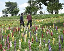 ５種類の花 一斉に見頃 那須フラワーワールドでルピナスやアイスランドポピーなど 地域の話題 県内主要 下野新聞 Soon ニュース 下野新聞 Soon スーン