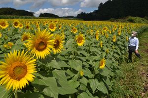 見頃を迎えたヒマワリ