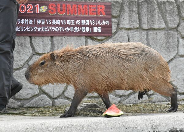 カピバラのスイカ早食い対決 栃木県代表 まさかの結果に 動画 動画 地域の話題 県内主要 下野新聞 Soon ニュース 下野新聞 Soon スーン