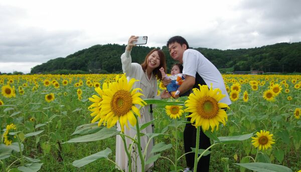 ヒマワリ５種類が見頃 益子の休耕田 地域の話題 県内主要 下野新聞 Soon ニュース 下野新聞 Soon スーン