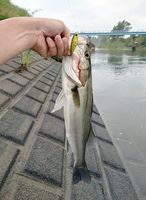 河口から100キロ超なのに 釣れたのは海の魚シーバス 小山 思川 地域の話題 県内主要 下野新聞 Soon ニュース 下野新聞 Soon スーン