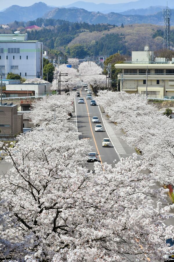 美しすぎる桜並木 満開 鹿沼のさつき大通り 地域の話題 県内主要 下野新聞 Soon ニュース とちぎさくら前線 下野新聞 Soon スーン 美しすぎる桜並木 満開 鹿沼のさつき大通り 地域の話題 県内主要 下野新聞 Soon ニュース とちぎさくら前線 下野新聞 Soon スーン