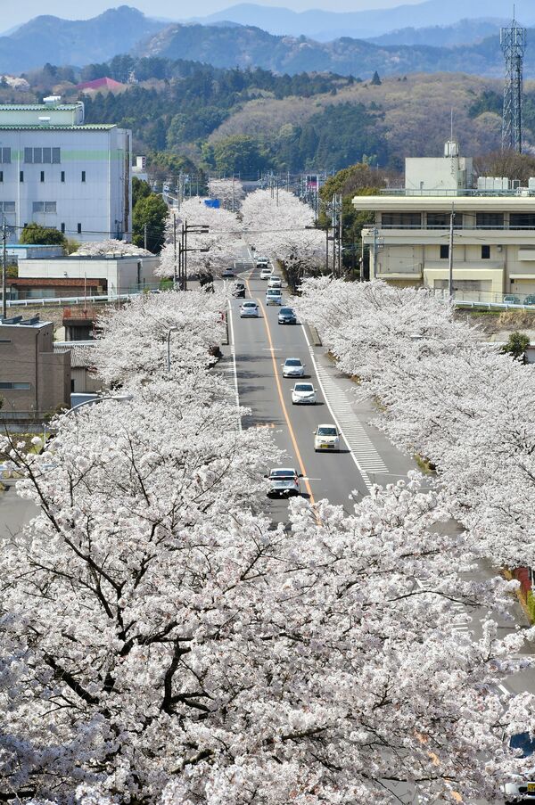 美しすぎる桜並木 満開 鹿沼のさつき大通り 地域の話題 県内主要 下野新聞 Soon ニュース とちぎさくら前線 下野新聞 Soon スーン