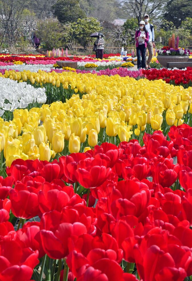 チューリップ満開 あしかがフラワーパークで春の花々見頃 動画 地域の話題 動画 県内主要 下野新聞 Soon ニュース 下野新聞 Soon スーン