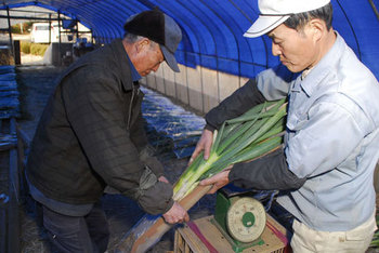 68 泥付きねぎ 栃木から発信 新規作物で 経営努力 ふぉーyou Jaプラザ ふぉーyou 下野新聞 Soon スーン