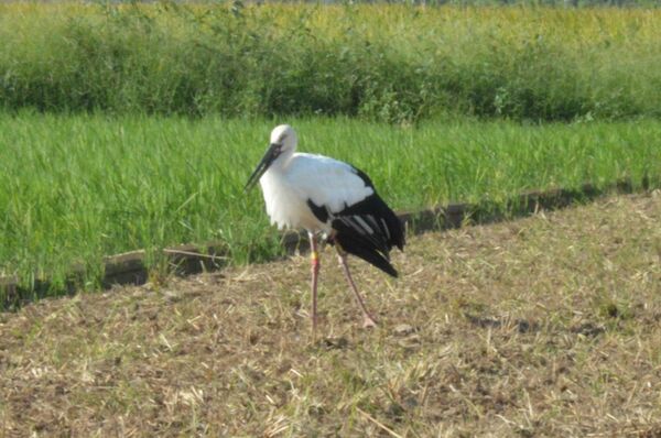 コウノトリ 歌 左足切断 宇都宮で手術 野生復帰絶望的に 地域の話題 県内主要 下野新聞 Soon ニュース 下野新聞 Soon スーン