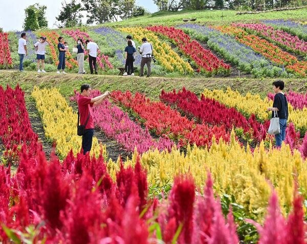 色鮮やか 圧巻の景色 那須フラワーワールドでケイトウ見頃 動画 地域の話題 動画 県内主要 下野新聞 Soon ニュース 下野新聞 Soon スーン