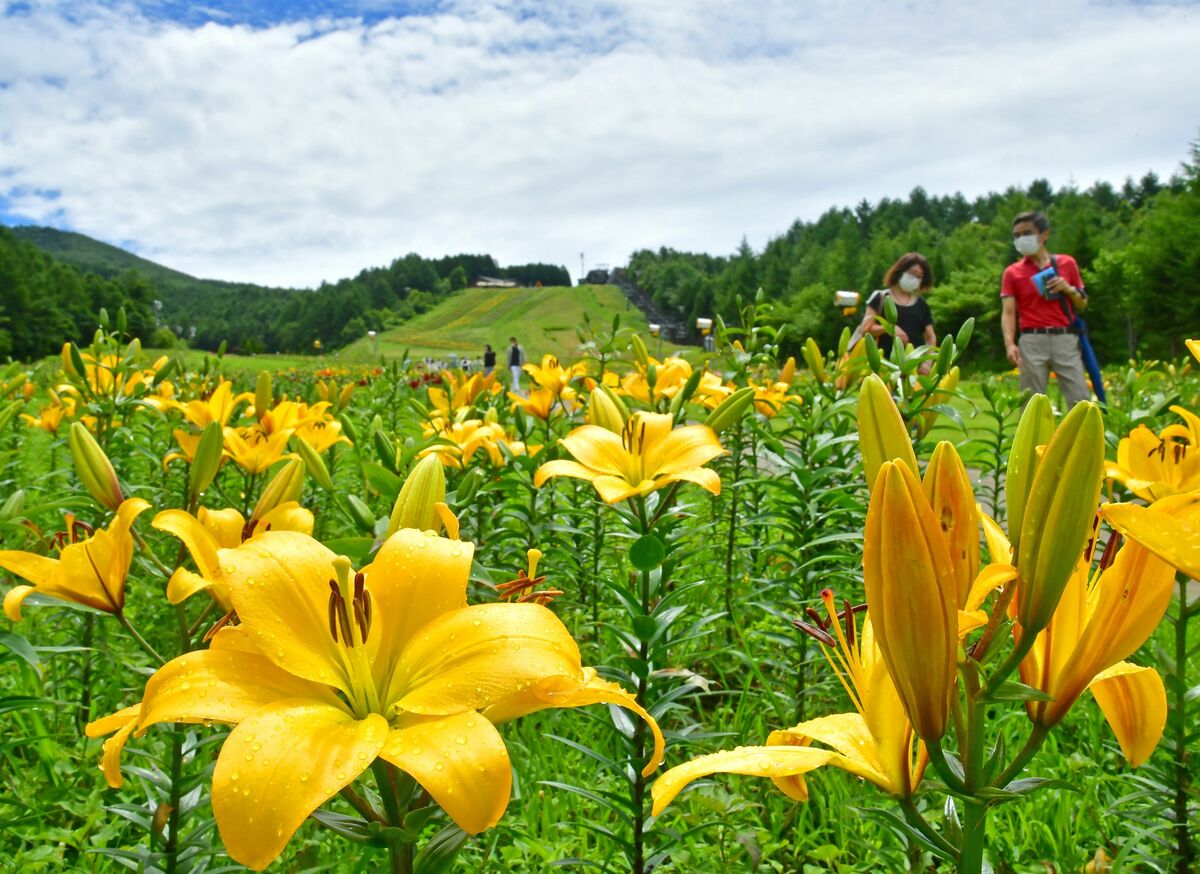 早咲きユリ見頃 那須塩原のハンターマウンテン 動画 地域の話題 動画 県内主要 下野新聞 Soon ニュース 下野新聞 Soon スーン 早咲きユリ見頃 那須塩原のハンターマウンテン 動画 地域の話題 動画 県内主要 下野新聞 Soon ニュース 下野新聞 Soon スーン