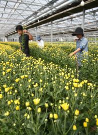 スプレーマム出荷最盛期　秋彼岸に向け生…