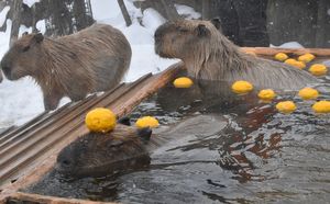 見ているだけでほっこり カピバラが露天風呂で ゆず湯 那須 県内主要 地域の話題 下野新聞 Soon ニュース 下野新聞 Soon スーン