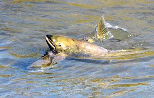 サケの遡上を渡良瀬川で観察 水しぶきあげる泳ぎに感嘆の声 佐野 動画 県内主要 動画 地域の話題 下野新聞 Soon ニュース 下野新聞 Soon スーン