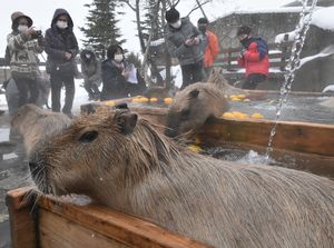 見ているだけでほっこり カピバラが露天風呂で ゆず湯 那須 県内主要 地域の話題 下野新聞 Soon ニュース 下野新聞 Soon スーン