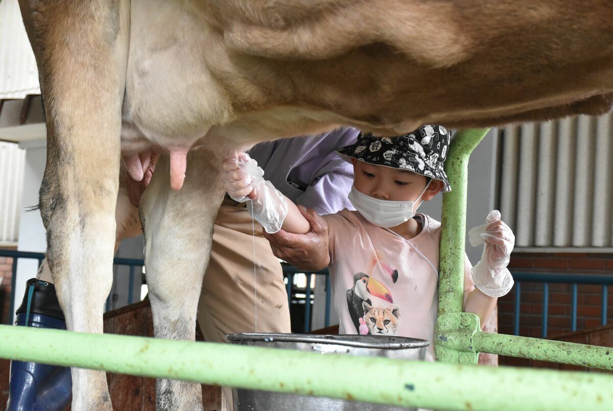 牛の乳搾りや羊の寝床の掃除に挑戦 那須の2牧場で酪農イベント 地域の話題 県内主要 下野新聞 Soon ニュース 下野新聞 Soon スーン 牛の乳搾りや羊の寝床の掃除に挑戦 那須の2牧場で酪農イベント 地域の話題 県内主要 下野新聞 Soon ニュース 下野新聞 Soon スーン