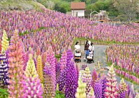 色とりどり、甘い香り　鹿沼でルピナス見頃