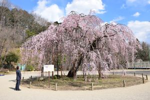 城山西小のシンボル「孝子桜」
