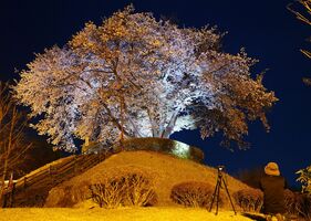 闇夜に浮かぶ幽玄の美 樹齢180年の桜 栃木の つがの里 でライトアップ 地域の話題 県内主要 下野新聞 Soon ニュース とちぎさくら前線 下野新聞 Soon スーン