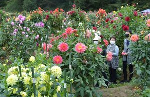 ダリア500種 華麗に もてぎの森 見頃 地域の話題 県内主要 下野新聞 Soon ニュース 下野新聞 Soon スーン