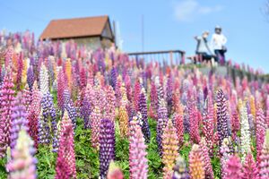 斜面を鮮やかに彩るルピナス＝22日午前10時５分、鹿沼市茂呂