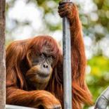 最高齢オランウータン死ぬ