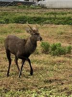 ニホンジカ生息域拡大で試行錯誤 有効策なく 県北 県東地域 県内主要 社会 政治行政 下野新聞 Soon ニュース 下野新聞 Soon スーン