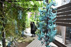 栃木県開発 新品種のアジサイも とちぎ花センターで企画展 地域の話題 県内主要 下野新聞 Soon ニュース 下野新聞 Soon スーン