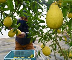 黄色い果実ずっしりと 宇都宮産のレモン収穫 動画 地域の話題 動画 県内主要 下野新聞 Soon ニュース 下野新聞 Soon スーン