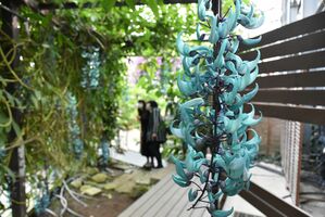 ヒスイカズラが見頃 とちぎ花センターで5月中旬まで 地域の話題 県内主要 下野新聞 Soon ニュース 下野新聞 Soon スーン ヒスイカズラが見頃 とちぎ花センターで5月中旬まで 地域の話題 県内主要 下野新聞 Soon ニュース 下野新聞 Soon スーン