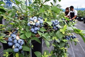 大粒ブルーベリー収穫期 矢板の農家 地域の話題 県内主要 下野新聞 Soon ニュース 下野新聞 Soon スーン