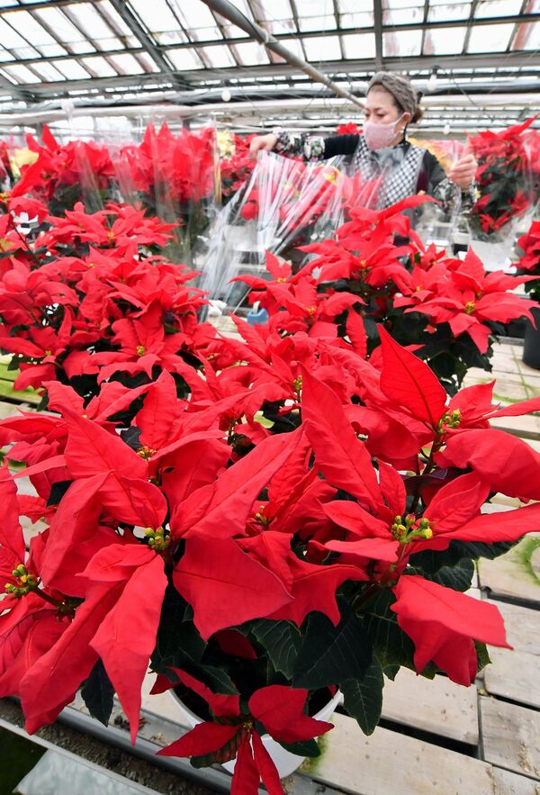 クリスマス待ちわびる赤 ポインセチア出荷大詰め 下野 動画 県内主要 社会 地域の話題 動画 下野新聞 Soon ニュース 下野新聞 Soon スーン