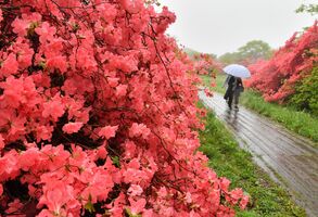 高原彩るヤマツツジ 那須 八幡つつじ園地で見頃 動画 県内主要 社会 地域の話題 動画 下野新聞 Soon ニュース 下野新聞 Soon スーン