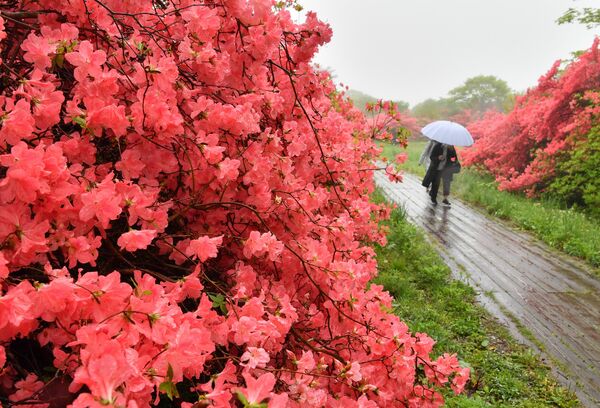 高原彩るヤマツツジ 那須 八幡つつじ園地で見頃 動画 県内主要 社会 地域の話題 動画 下野新聞 Soon ニュース 下野新聞 Soon スーン