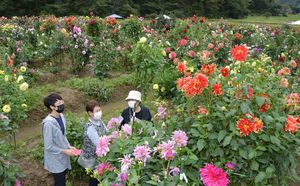 ダリア500種 華麗に もてぎの森 見頃 地域の話題 県内主要 下野新聞 Soon ニュース 下野新聞 Soon スーン