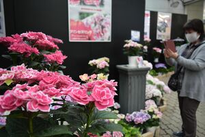 栃木県開発 新品種のアジサイも とちぎ花センターで企画展 地域の話題 県内主要 下野新聞 Soon ニュース 下野新聞 Soon スーン