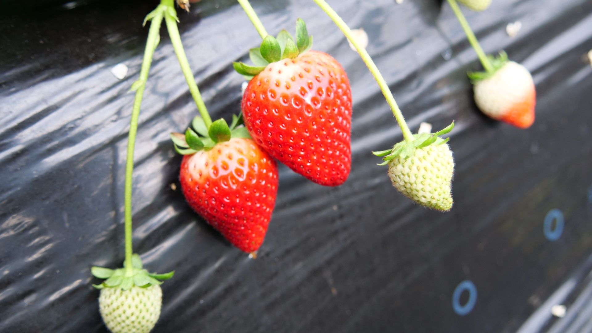 黒ちゃん園 井頭観光いちご園内 いちごのまち 栃木県真岡市のいちご狩り いちごスイーツ情報 下野新聞 Soon スーン