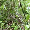 襲われた男性は顔面を損傷、那須塩原のクマ人身被害　近くに小中学校《現場地図あり》