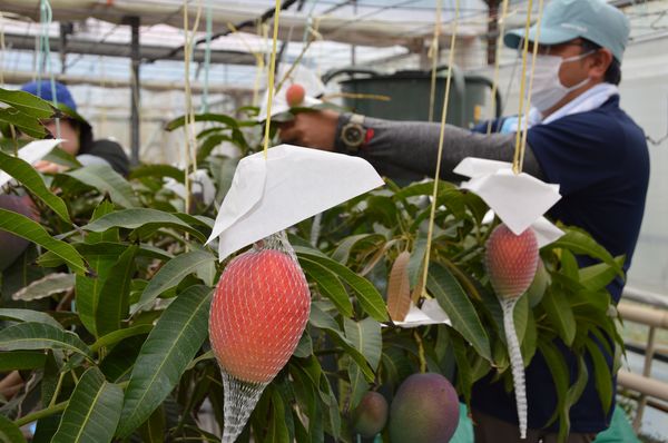 完熟マンゴー真っ赤に実る 那珂川で収穫始まる 地域の話題 県内主要 下野新聞 Soon ニュース 下野新聞 Soon スーン