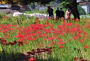 彼岸の入り ヒガンバナ鮮やかに 鹿沼の粟野川沿い 動画 地域の話題 動画 県内主要 下野新聞 Soon ニュース 下野新聞 Soon スーン