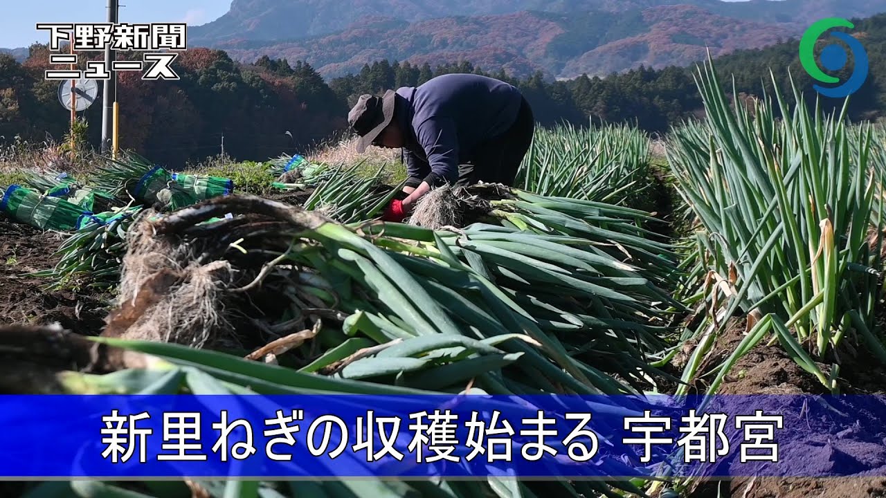 「熱すると、とろっとしておいしい」 寒さに耐え甘み増す新里ねぎ 宇都宮で収穫始まる｜Movemate（ムーブメイト）｜下野新聞社