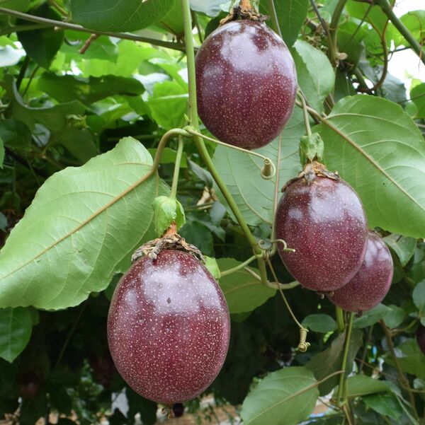 電機業界から南国フルーツ栽培参入 さくら 丸和製作所 新たな収益基盤へ 県内主要 経済 下野新聞 Soon ニュース 下野新聞 Soon スーン