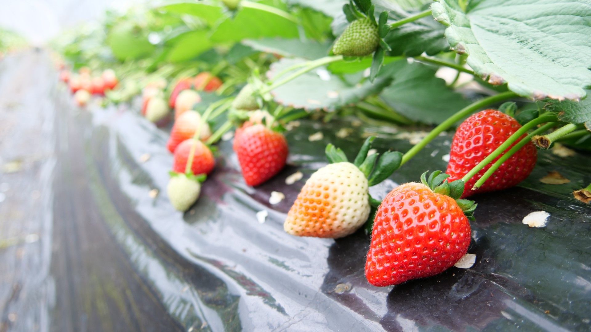 黒ちゃん園 井頭観光いちご園内 いちごのまち 栃木県真岡市のいちご狩り いちごスイーツ情報 下野新聞 Soon スーン