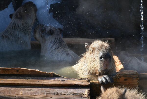 長風呂対決 前回王者敗れる 那須どうぶつ王国のカピバラ コブ 動画 地域の話題 動画 県内主要 下野新聞 Soon ニュース 下野新聞 Soon スーン