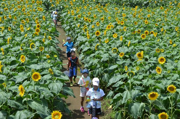 太陽待ってた ヒマワリ大輪 野木で恒例のフェス開幕 地域の話題 県内主要 下野新聞 Soon ニュース 下野新聞 Soon スーン