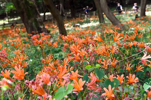 木陰彩るオレンジ みかも山公園でキツネノカミソリ見頃 動画 県内主要 社会 地域の話題 動画 下野新聞 Soon ニュース 下野新聞 Soon スーン