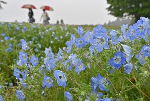 雨露に映えるネモフィラ 那須フラワーワールドで見頃 動画 県内主要 地域の話題 動画 速報 下野新聞 Soon ニュース 下野新聞 Soon スーン