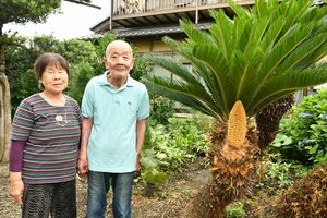 亜熱帯植物 ソテツが開花 栃木県南で数例 温暖化影響か 野木の斉藤さん方 地域の話題 県内主要 下野新聞 Soon ニュース 下野新聞 Soon スーン